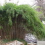 Pseudosasa japonica
